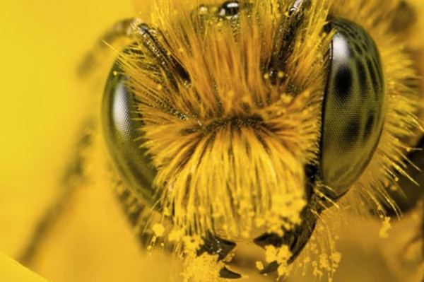 Bee Pollen Малюнок 2.