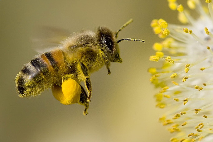Bee Pollen NSP. Малюнок 1.